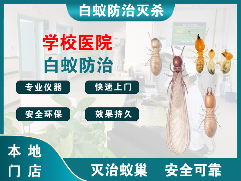 浦口学校医院白蚁防治