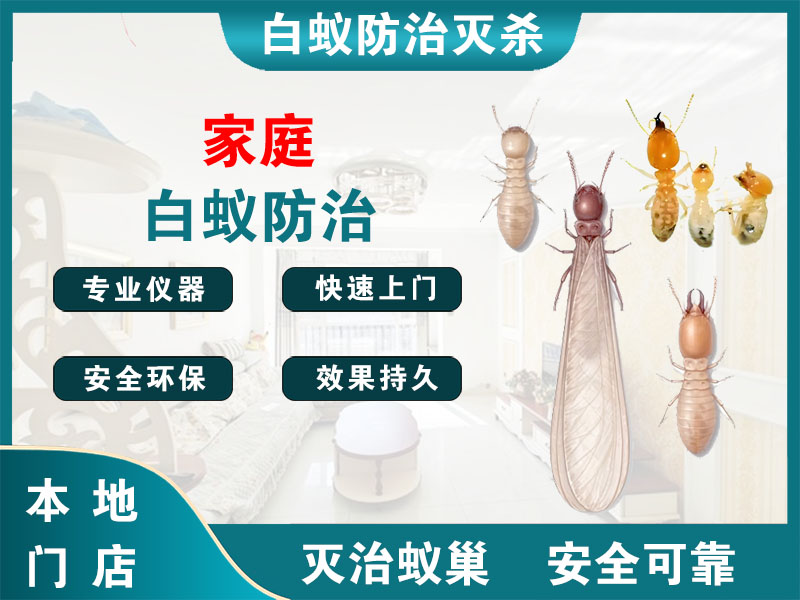 浦口家庭白蚁防治