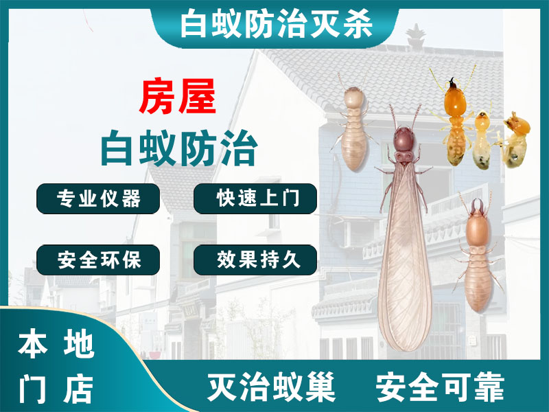 浦口房屋白蚁防治
